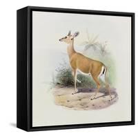 Antelope, from 'The Book of Antelopes'-Wolf & Smit-Framed Stretched Canvas