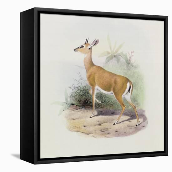 Antelope, from 'The Book of Antelopes'-Wolf & Smit-Framed Stretched Canvas