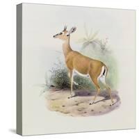Antelope, from 'The Book of Antelopes'-Wolf & Smit-Stretched Canvas