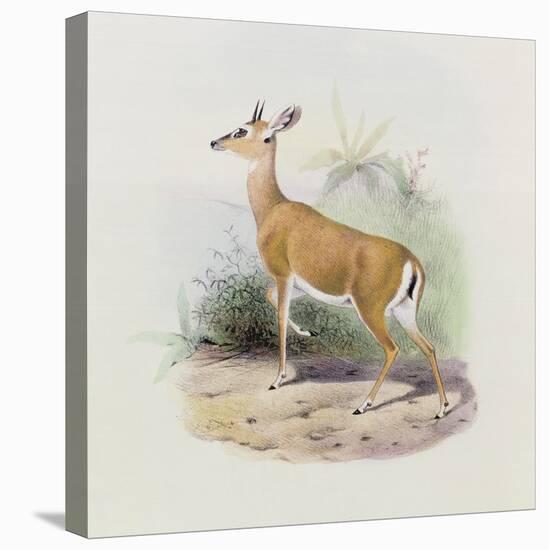 Antelope, from 'The Book of Antelopes'-Wolf & Smit-Stretched Canvas
