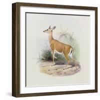 Antelope, from 'The Book of Antelopes'-Wolf & Smit-Framed Giclee Print