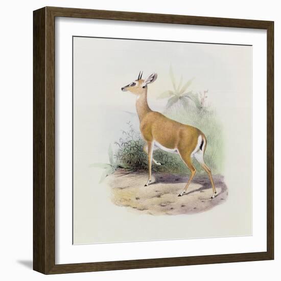 Antelope, from 'The Book of Antelopes'-Wolf & Smit-Framed Giclee Print