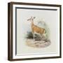 Antelope, from 'The Book of Antelopes'-Wolf & Smit-Framed Giclee Print