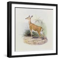 Antelope, from 'The Book of Antelopes'-Wolf & Smit-Framed Giclee Print