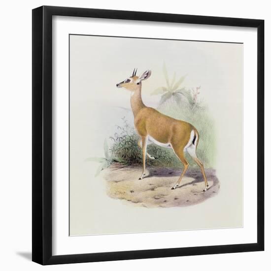 Antelope, from 'The Book of Antelopes'-Wolf & Smit-Framed Giclee Print