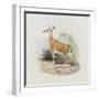 Antelope, from 'The Book of Antelopes'-Wolf & Smit-Framed Giclee Print