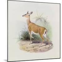 Antelope, from 'The Book of Antelopes'-Wolf & Smit-Mounted Giclee Print