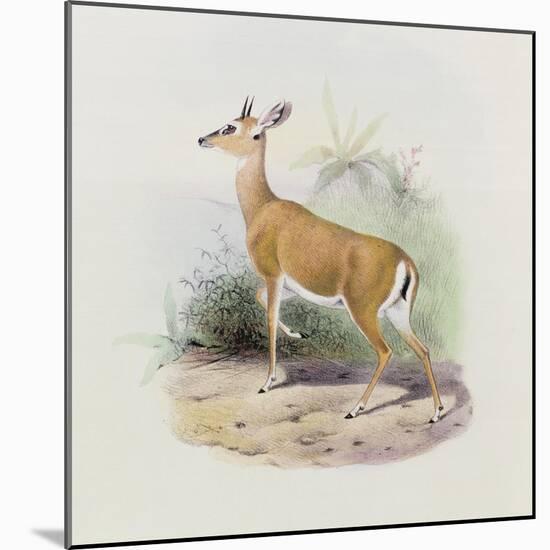 Antelope, from 'The Book of Antelopes'-Wolf & Smit-Mounted Giclee Print