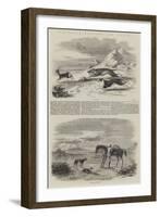 Antelope Hunting in India-null-Framed Giclee Print