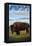 Antelope Island State Park, Utah - Bison and Field-Lantern Press-Framed Stretched Canvas