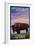 Antelope Island State Park, Utah - Bison and Sunset-Lantern Press-Framed Art Print