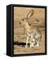 Antelope Jackrabbit. Largest of the North American Hares, Arizona-Richard Wright-Framed Stretched Canvas