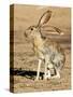 Antelope Jackrabbit. Largest of the North American Hares, Arizona-Richard Wright-Stretched Canvas