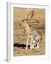 Antelope Jackrabbit. Largest of the North American Hares, Arizona-Richard Wright-Framed Photographic Print