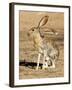 Antelope Jackrabbit. Largest of the North American Hares, Arizona-Richard Wright-Framed Photographic Print