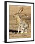 Antelope Jackrabbit. Largest of the North American Hares, Arizona-Richard Wright-Framed Photographic Print