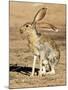 Antelope Jackrabbit. Largest of the North American Hares, Arizona-Richard Wright-Mounted Photographic Print