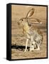 Antelope Jackrabbit. Largest of the North American Hares, Arizona-Richard Wright-Framed Stretched Canvas