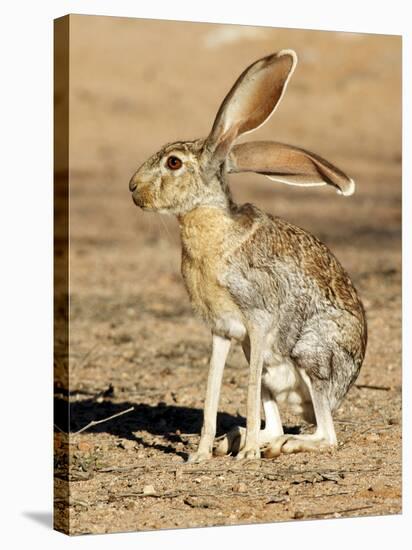 Antelope Jackrabbit. Largest of the North American Hares, Arizona-Richard Wright-Stretched Canvas