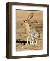 Antelope Jackrabbit. Largest of the North American Hares, Arizona-Richard Wright-Framed Photographic Print