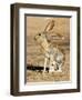 Antelope Jackrabbit. Largest of the North American Hares, Arizona-Richard Wright-Framed Photographic Print