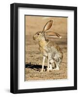 Antelope Jackrabbit. Largest of the North American Hares, Arizona-Richard Wright-Framed Photographic Print