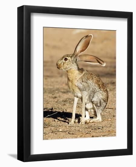 Antelope Jackrabbit. Largest of the North American Hares, Arizona-Richard Wright-Framed Photographic Print