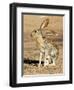 Antelope Jackrabbit. Largest of the North American Hares, Arizona-Richard Wright-Framed Photographic Print