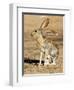 Antelope Jackrabbit. Largest of the North American Hares, Arizona-Richard Wright-Framed Photographic Print