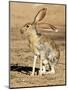 Antelope Jackrabbit. Largest of the North American Hares, Arizona-Richard Wright-Mounted Photographic Print