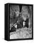 Antelope Ruin - Canon del Muerto-Edward S. Curtis-Framed Stretched Canvas