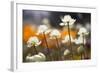 Antelope Valley I-Janice Sullivan-Framed Giclee Print