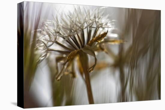 Antelope Valley II-Janice Sullivan-Stretched Canvas