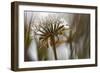 Antelope Valley II-Janice Sullivan-Framed Giclee Print