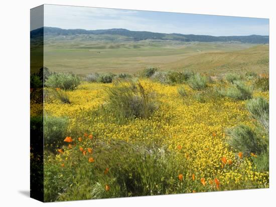 Antelope Valley Poppy Reserve, California, USA-Ethel Davies-Stretched Canvas