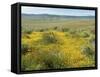 Antelope Valley Poppy Reserve, California, USA-Ethel Davies-Framed Stretched Canvas