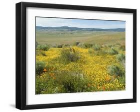 Antelope Valley Poppy Reserve, California, USA-Ethel Davies-Framed Premium Photographic Print