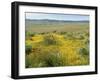 Antelope Valley Poppy Reserve, California, USA-Ethel Davies-Framed Premium Photographic Print