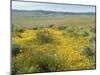 Antelope Valley Poppy Reserve, California, USA-Ethel Davies-Mounted Premium Photographic Print