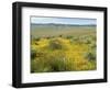 Antelope Valley Poppy Reserve, California, USA-Ethel Davies-Framed Photographic Print