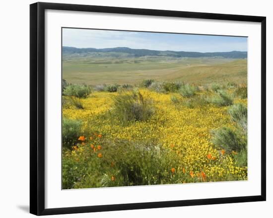 Antelope Valley Poppy Reserve, California, USA-Ethel Davies-Framed Photographic Print