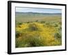 Antelope Valley Poppy Reserve, California, USA-Ethel Davies-Framed Photographic Print