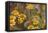 Antelope Valley Wildfowers-Janice Sullivan-Framed Stretched Canvas