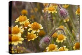 Antelope Valley Wildfowers-Janice Sullivan-Stretched Canvas
