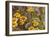 Antelope Valley Wildfowers-Janice Sullivan-Framed Giclee Print