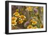 Antelope Valley Wildfowers-Janice Sullivan-Framed Giclee Print