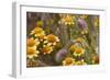 Antelope Valley Wildfowers-Janice Sullivan-Framed Giclee Print