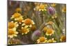 Antelope Valley Wildfowers-Janice Sullivan-Mounted Giclee Print