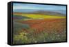 Antelope Valley-Tim O'toole-Framed Stretched Canvas