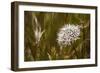 Antelope Valley-Janice Sullivan-Framed Giclee Print